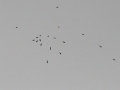 2012_10_13_46.jpg