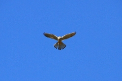 16_K1024_IMG_4798.1.1