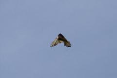 K1024_IMG_4040.1