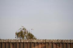 K1024_IMG_4050.1