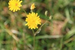 23_K1024_IMG_4118.1