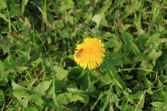 09_K1024_IMG_0971.1