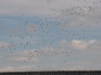 Wings over Marl 2008